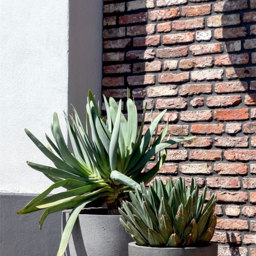 Luca Lifestyle | Pflanzgefäß Grigio New Egg Pot 55×46 | Naturbeton